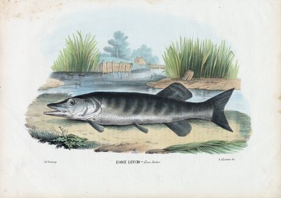 Northern Pike, 1863-79 by Raimundo Petraroja